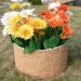 Цветник КАНЬОН купить в Южно-Сахалинске